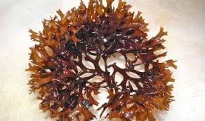 Whole Leaf purple Sea Moss 1 lb -16 Oz ( wildcraft)