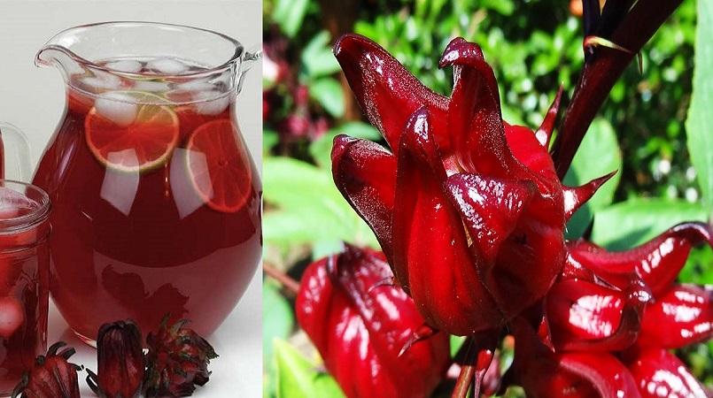 Today, sorrel is a real treat in Jamaican cuisine and a favourite for many visitors to the island. A lot of new bi -products have been produced from this our very own Jamaican sorrel.